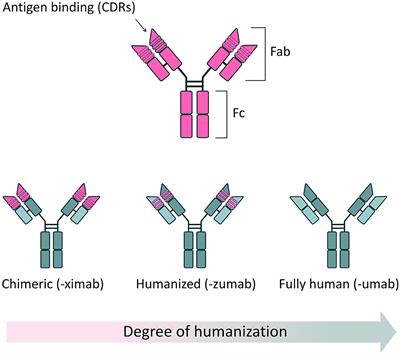 Frontiers | AAV Vector-Mediated Antibody Delivery (A-MAD) in the